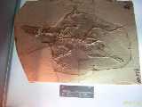 Click to see DSCN3265c.jpg