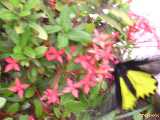 Click to see DSCN4495c.jpg