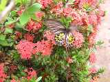 Click to see DSCN4511c.jpg