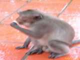 Click to see DSCN4518c.jpg