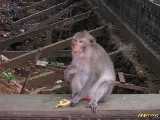Click to see DSCN4523c.jpg