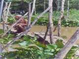 Click to see mekong061c.jpg
