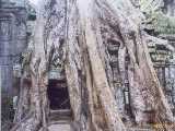 Click to see siemreap045c.jpg