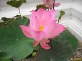 Click to see DSCN4869c.jpg