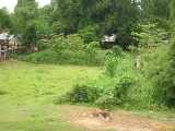 Click to see DSCN4947c.jpg