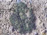 Click to see tibet039c.jpg