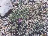 Click to see tibet044c.jpg