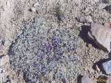 Click to see tibet046c.jpg