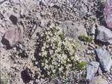 Click to see tibet047c.jpg