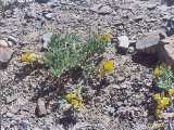 Click to see tibet052c.jpg