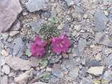 Click to see tibet077c.jpg