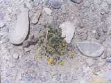 Click to see tibet084c.jpg
