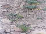 Click to see tibet087c.jpg