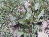 Click to see tibet089c.jpg