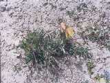 Click to see tibet092c.jpg