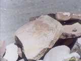 Click to see tibet096c.jpg