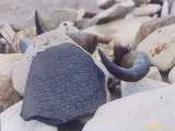 Click to see tibet101c.jpg