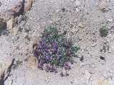 Click to see tibet103c.jpg