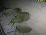 Click to see DSCN4035c.jpg