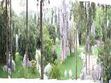 Click to see stoneforestfloorpanc.jpg