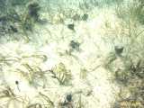 Click to see bahamas017c.jpg