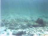 Click to see bahamas025c.jpg