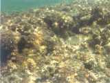 Click to see bahamas026c.jpg