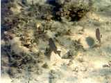 Click to see bahamas027c.jpg