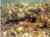 Click to see bahamas028c.jpg
