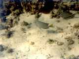 Click to see bahamas029c.jpg