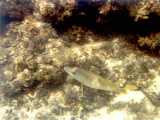 Click to see bahamas030c.jpg