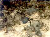 Click to see bahamas031c.jpg