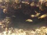Click to see bahamas032c.jpg