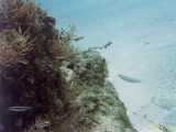 Click to see bahamas035c.jpg
