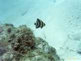 Click to see bahamas036c.jpg