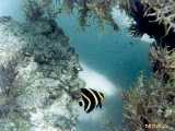 Click to see bahamas038c.jpg