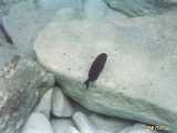 Click to see bahamas039c.jpg