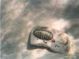 Click to see bahamas041c.jpg