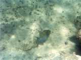 Click to see bahamas043c.jpg