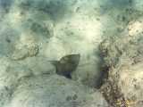Click to see bahamas044c.jpg