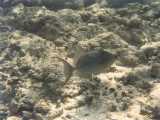 Click to see bahamas045c.jpg