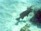 Click to see bahamas062c.jpg