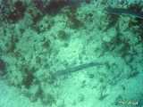 Click to see bahamas066c.jpg
