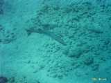 Click to see bahamas067c.jpg