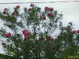 Click to see DSCN6373s.jpg