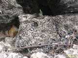 Click to see DSCN6459s.jpg