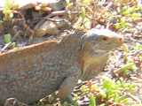 Click to see DSCN6550s.jpg