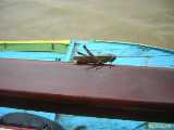 Click to see DSCN6640c.jpg