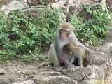Click to see IMG_1117c.jpg