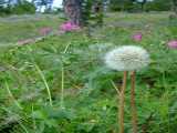 Click to see DSCF2605s.jpg